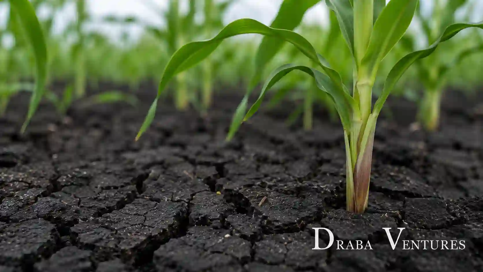 Black Cotton Soil Impact on Sorghum Density