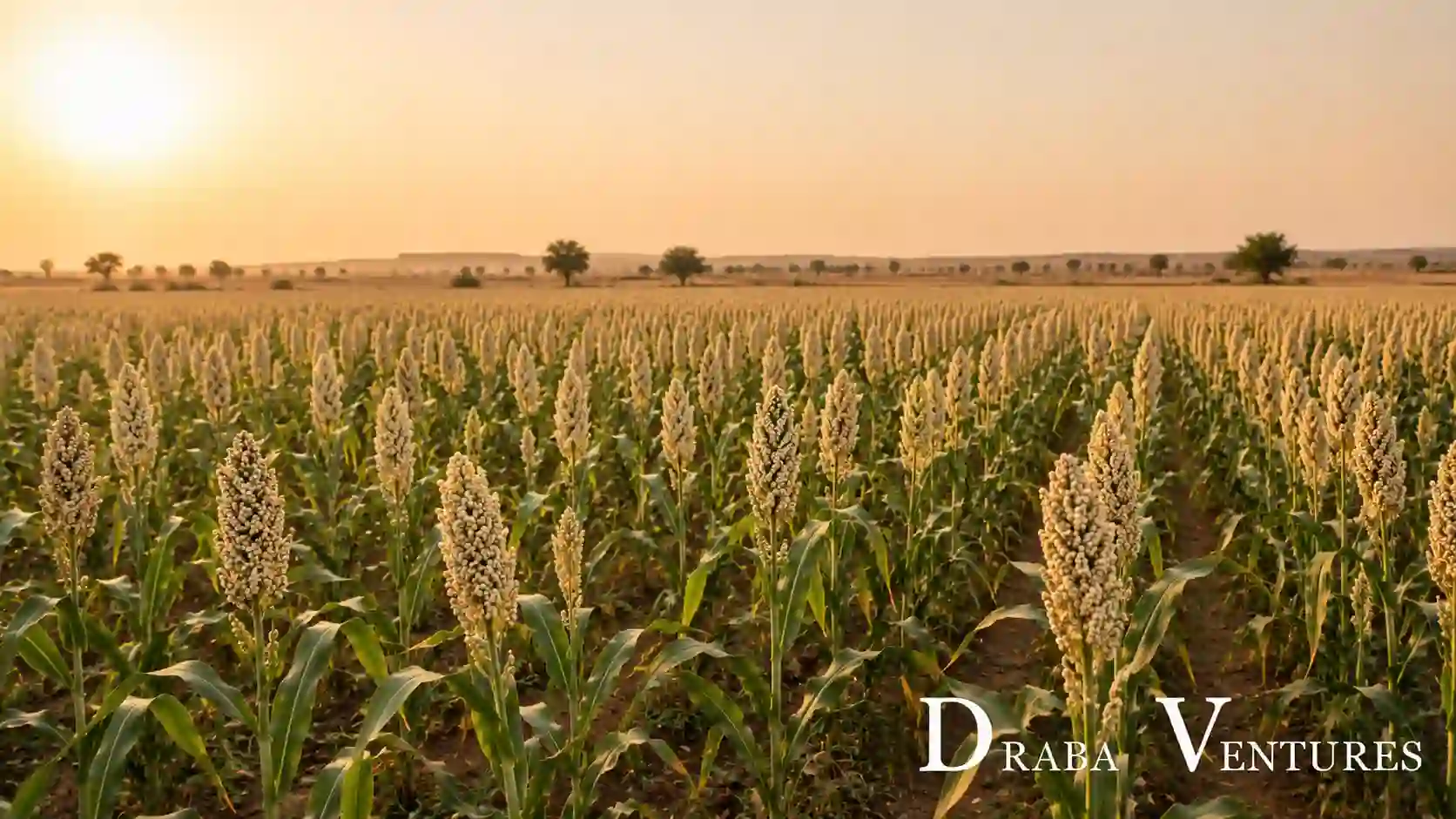 White Sorghum Varieties in Rajasthan and Uttar Pradesh for Export Sourcing