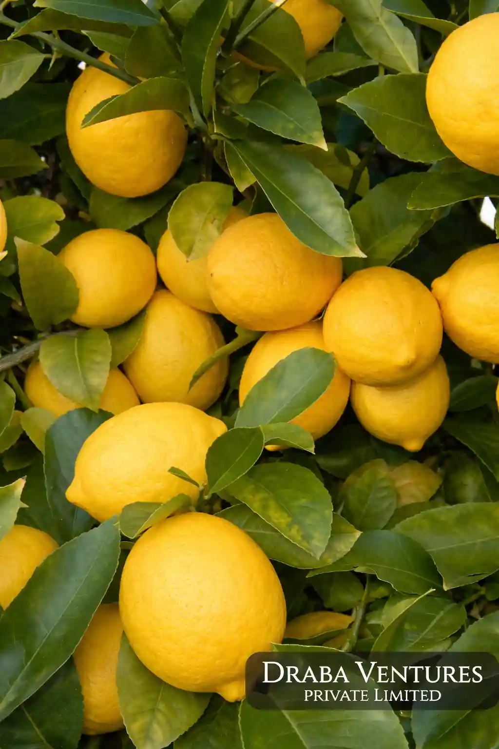 Indian Lime Lemon Export
